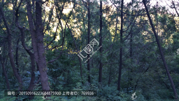 樹林