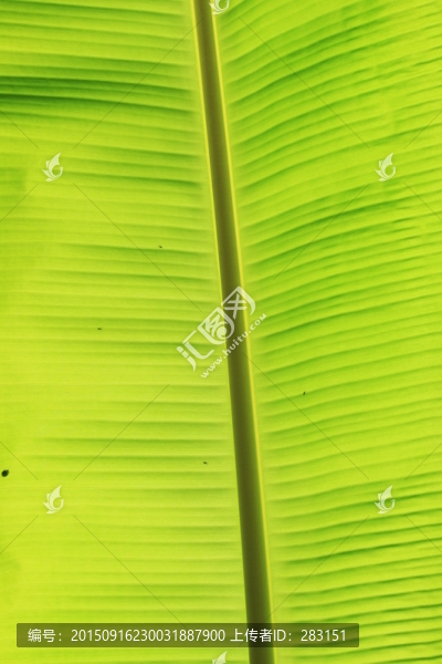 芭蕉葉