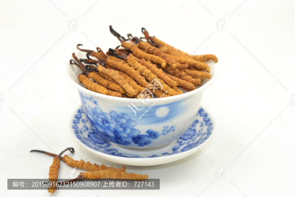 飽滿的冬蟲夏草擺拍美圖