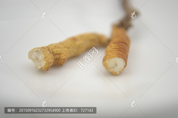 冬蟲夏草橫切面細節(jié)拍攝消化線