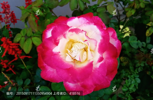 月季花