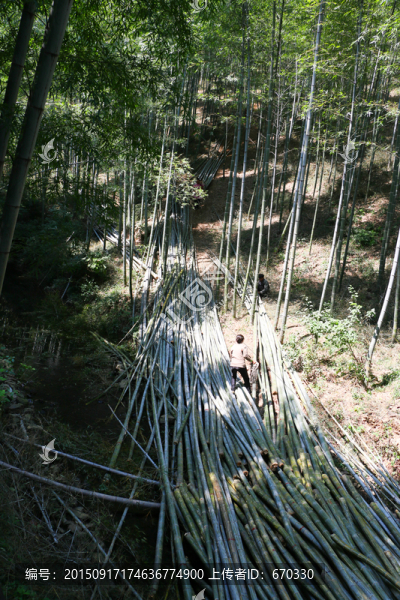 伐竹現(xiàn)場