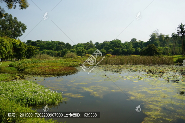 水生植物