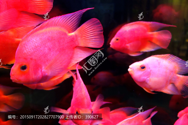 魚缸里的魚
