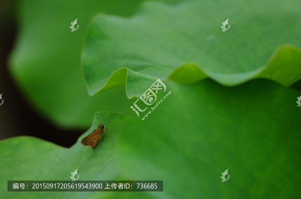 荷葉上的飛蛾