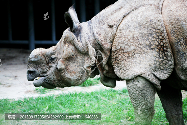 犀牛,北京動(dòng)物園,動(dòng)物