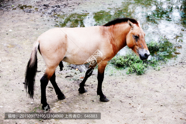 馬,北京動物園,動物,素材