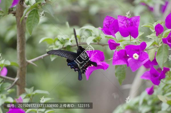 桌面壁紙素材