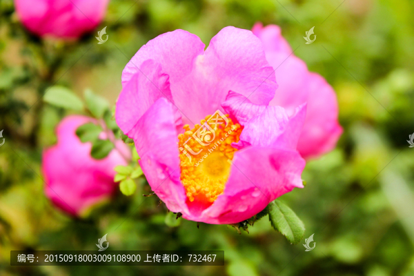 粉色芙蓉花