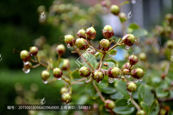 紫薇果實(shí)