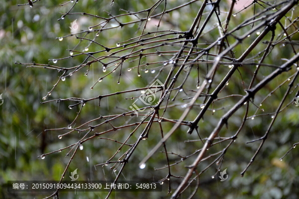 樹枝,下雨