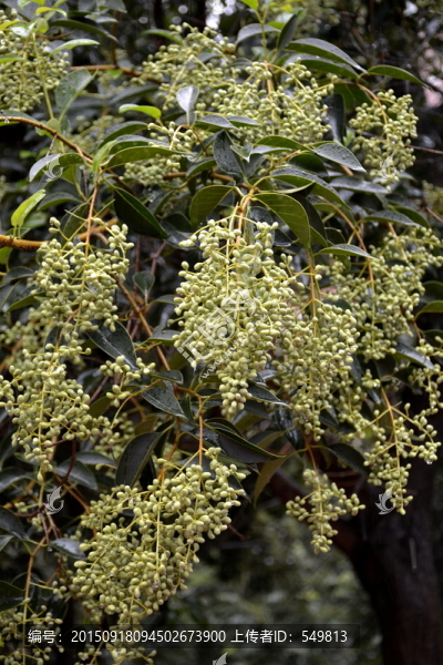 女貞樹(shù)果實(shí)