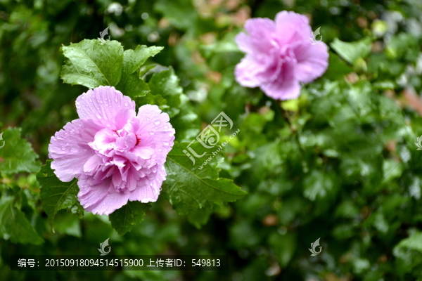 雨中花