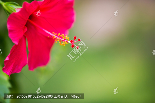 花扶?；? title=