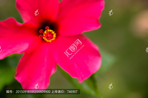 花扶?；? title=