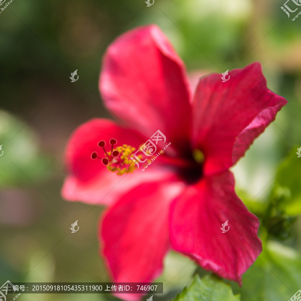 花扶?；? title=