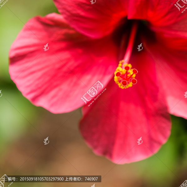 花扶桑花
