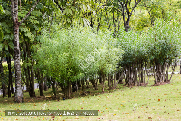 草地素材場景