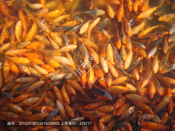 金魚(yú)