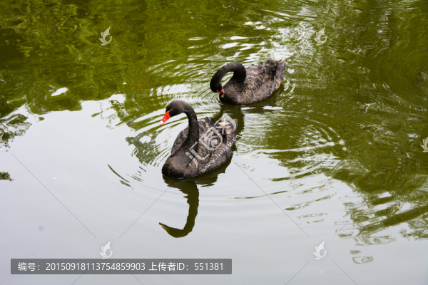 伴侶,愛情