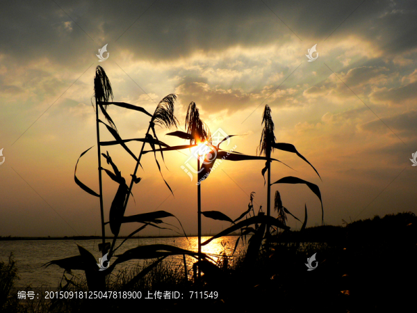 夕陽,蘆葦