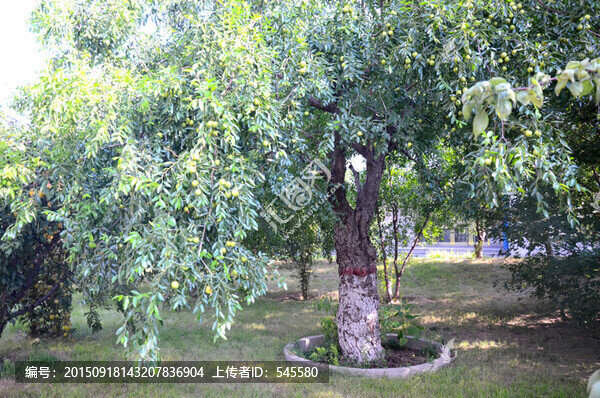 百年棗樹(shù)