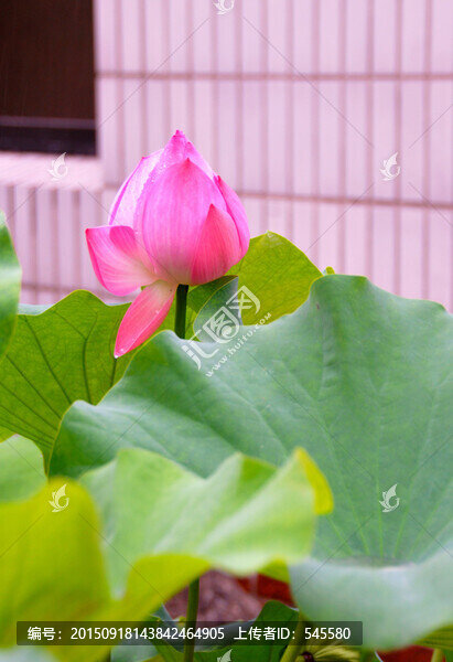 雨荷