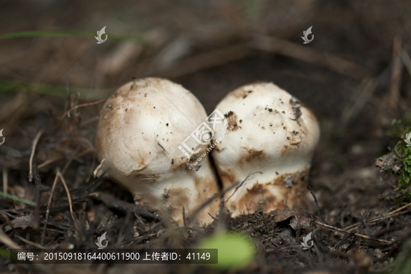 松茸