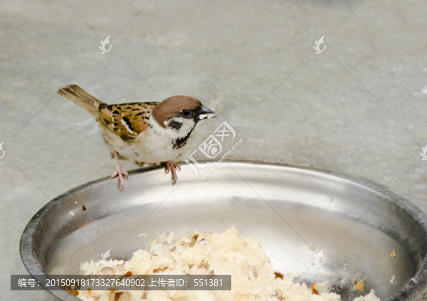 小麻雀