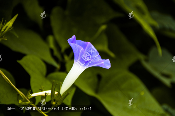 喇叭花,牽?；? title=