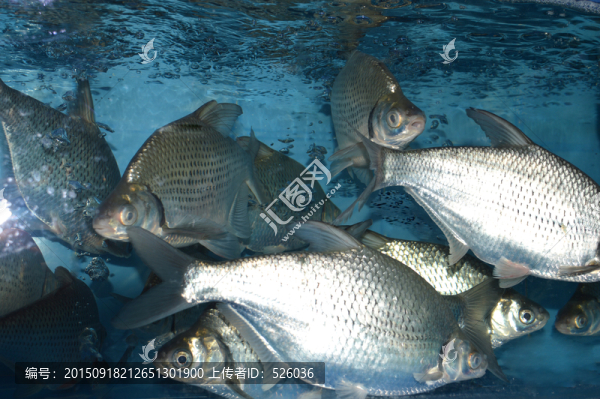 魚(yú)群