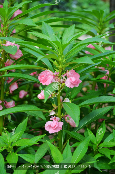 鳳仙花