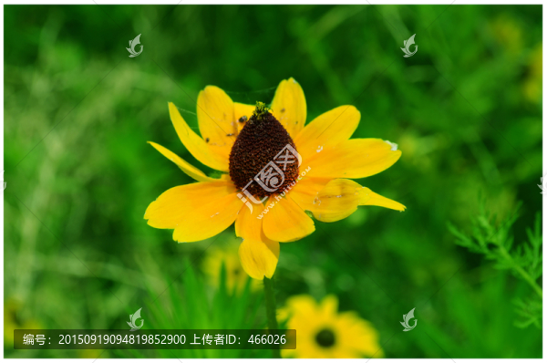 黑心菊