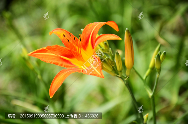 黃花菜