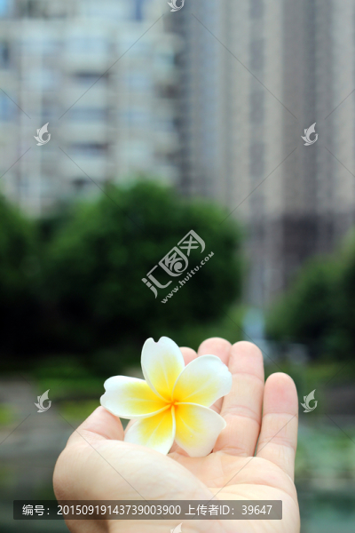 雞蛋花