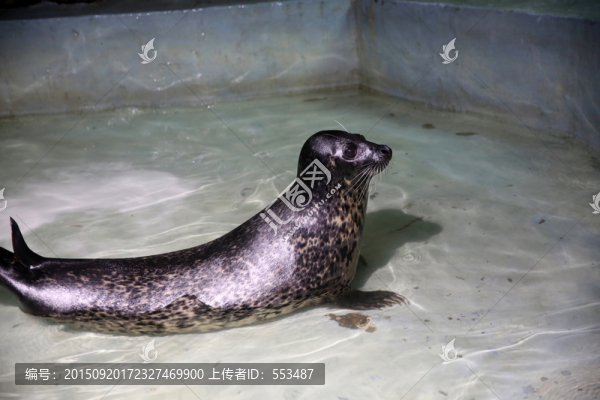 海豹