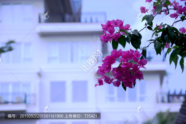 小區(qū)綠化