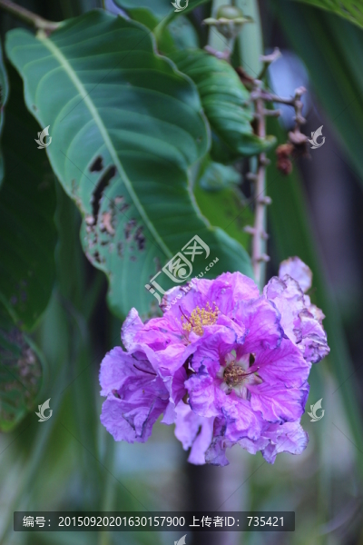 紫色花
