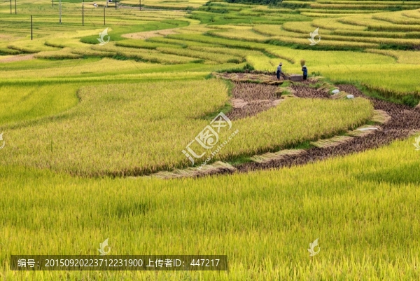 稻田