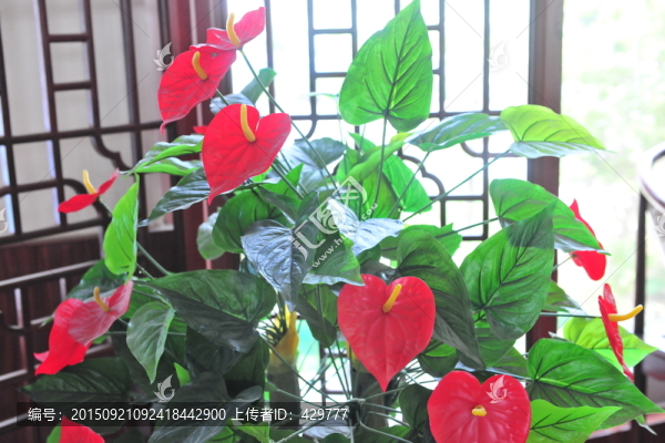紅掌