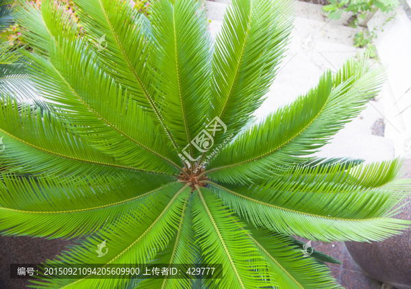 鐵樹(shù)葉