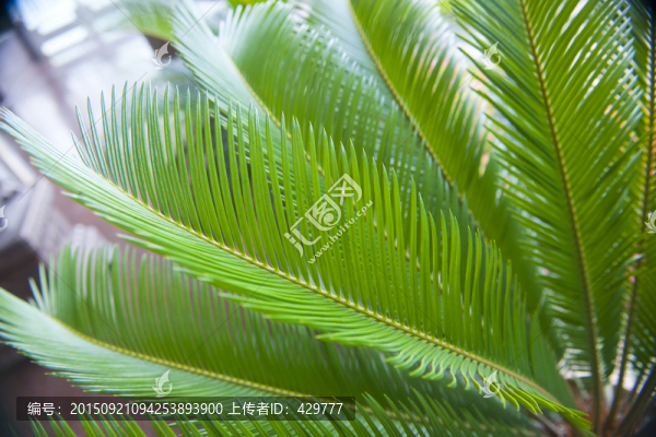 鐵樹葉,葉脈