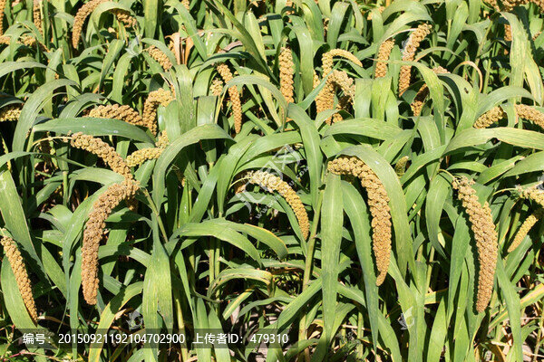 谷穗,谷子,谷子地