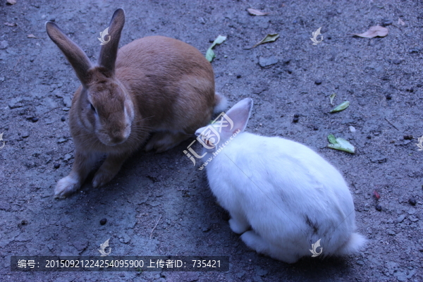 灰兔,白兔