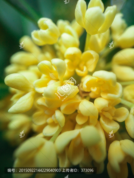 銀桂桂花特寫