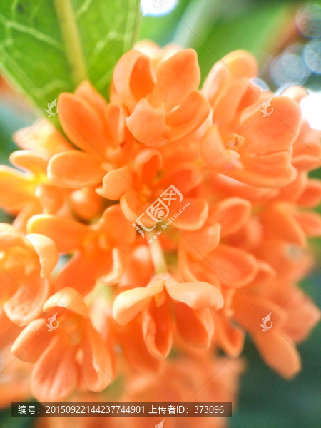 丹桂桂花特寫