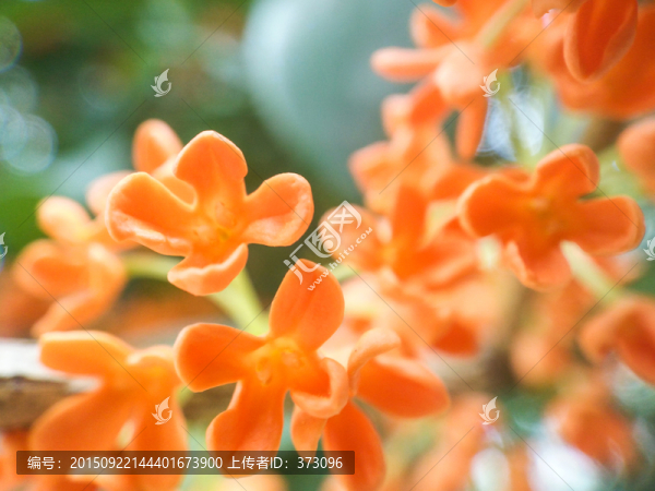 桂花特寫