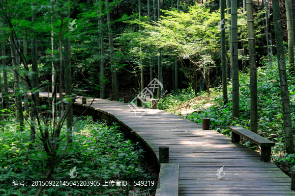 竹林小路