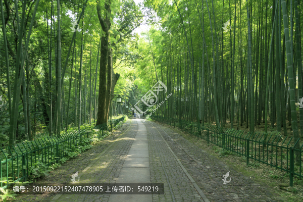 竹林小徑