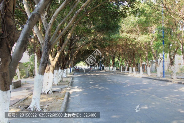 樹林小道